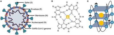 Whole Genome Identification of Potential G-Quadruplexes and Analysis of the G-Quadruplex Binding Domain for SARS-CoV-2